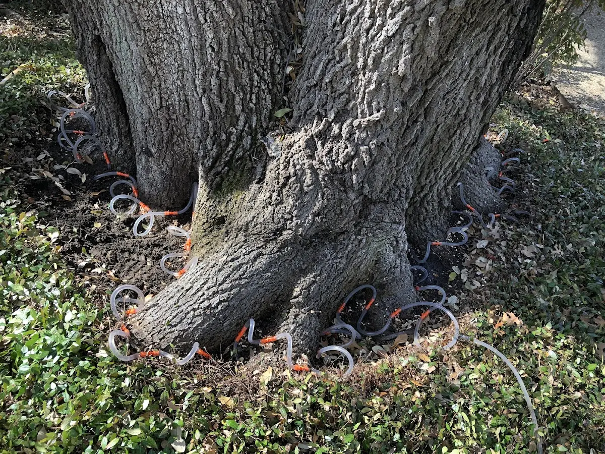Detailed Tree Cabling and Bracing job site in Toccopola